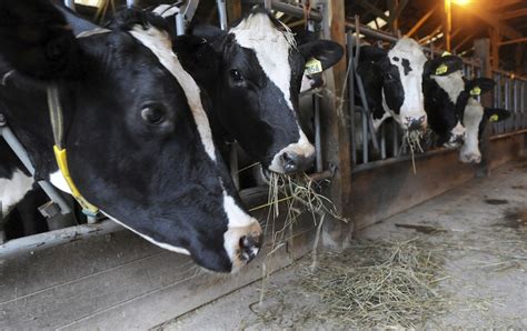 There’s so much extra milk, U.S. farmers are dumping it in the sewer
